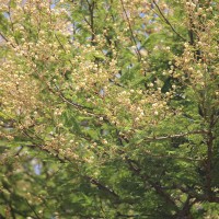 Vachellia leucophloea (Roxb.) Maslin, Seigler & Ebinger